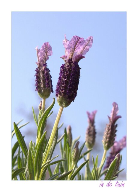 lavendel