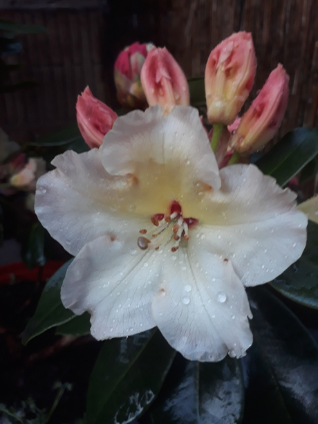 Rhododendron op zijn mooist