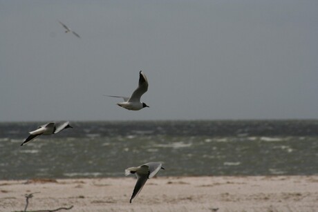 Ameland 2