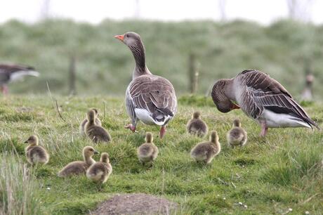 Familie aan de wandel