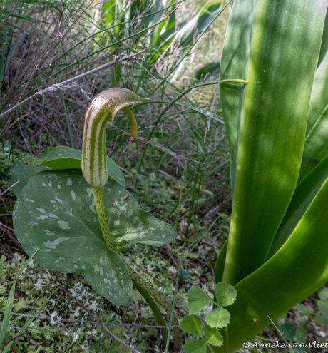 Gekapperde Kalfsvoet (Arisarum vulgare)