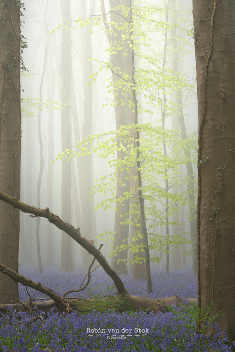 Mistige ochtend in een sprookjesbos