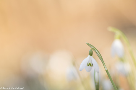 snowdrops