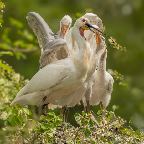 Lepelaar nest
