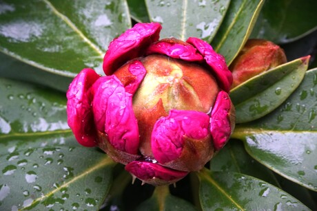 Rododendron in Knop