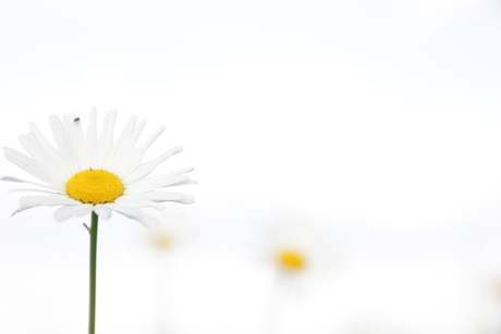 Margrieten in Gorinchem