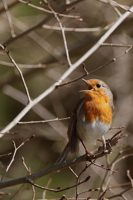 Roodborst zingt het hoogste lied