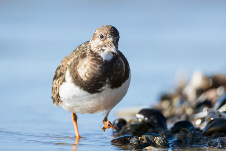 Steenlopertje IJmuiden