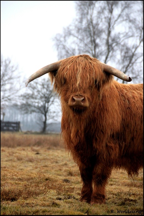 Schotse Hooglander