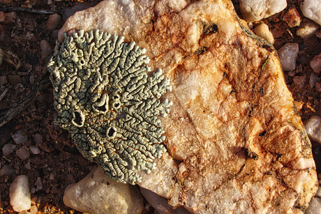 Naam van deze fraaie korstmos is mij niet bekend