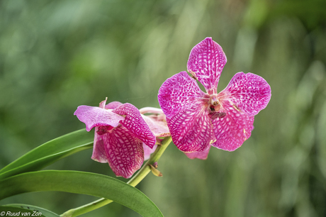 Vanda-orchidee