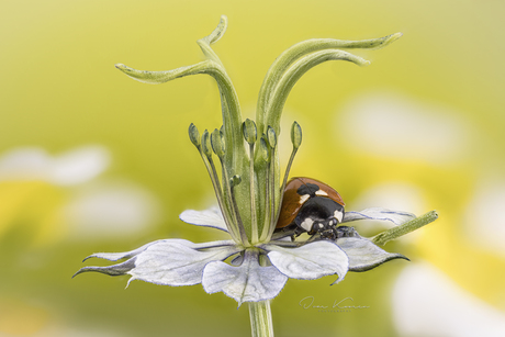 Lieveheersbeestje op een Juffertje in het groen