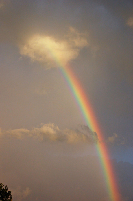 Regenboog