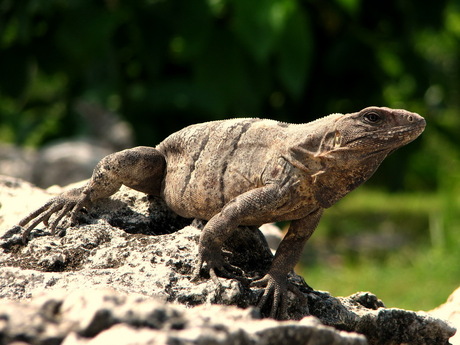 Leguaan in Mexico