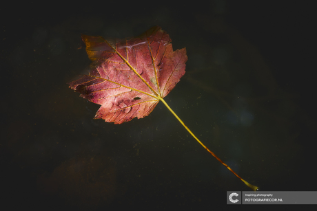 Rood drijvend herfstblad op water