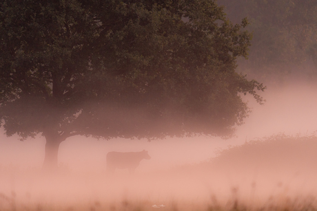 Koe in de mist