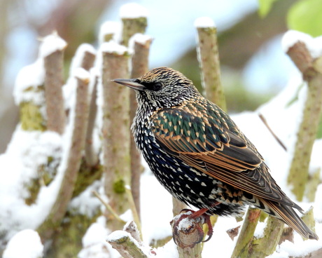 Spreeuw in de sneeuw