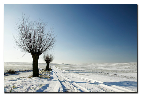 Knotwilgen op de winterakker