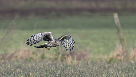 Blauwe kiekendief ♀️