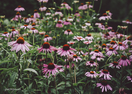 Echinacea purpurea