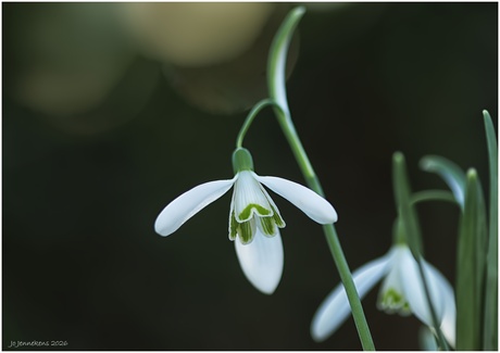 Sneeuwklokje