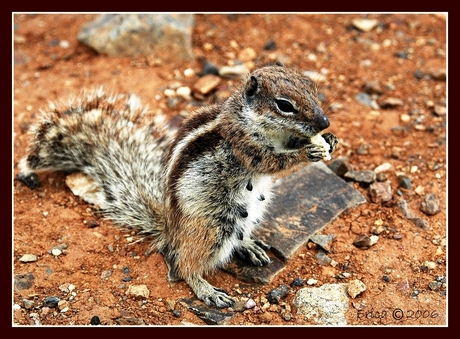 Eekhoornmarmot