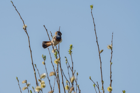 Blauwborst