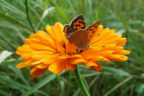 oranje vlinder op oranje bloem