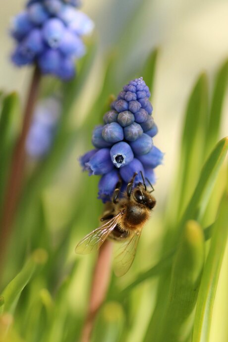 Blauw druifje met bezoek