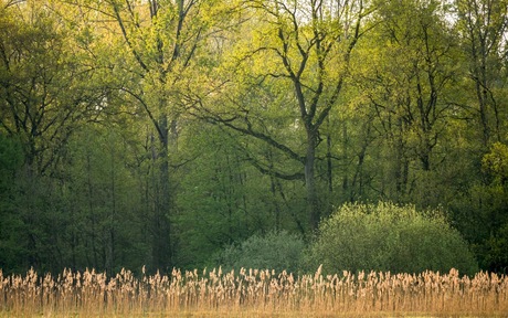 ochtend licht