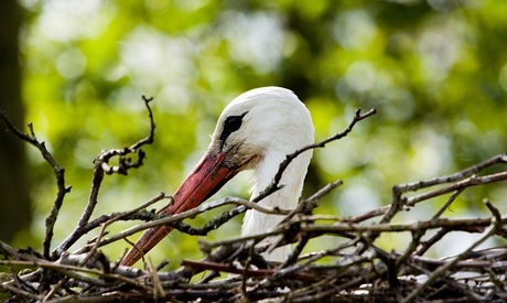 Zittend op haar kroost