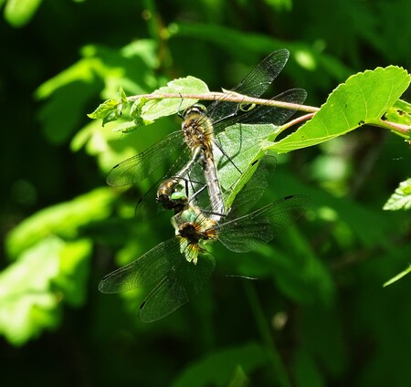 verstopt Smaragdlibel - deze twee zaten hoog in de boom - foto door Cgfwg op 18-05-2025 - locatie: Assen, Nederland - deze foto bevat: sony, dsc-hx400v, iso 160, insect, groente, geleedpotige, bestuiver, ongedierte, vleugel, hymenoptera, odonata, plantenstengel, vlieg