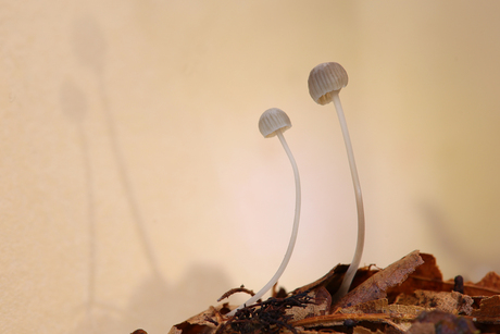 Blauwgrijze schorsmycena's in het licht