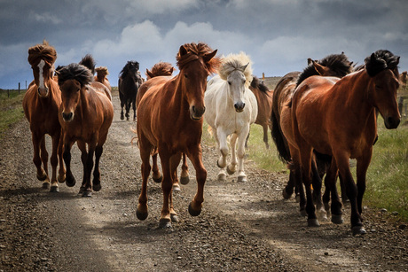 IJslandse paarden