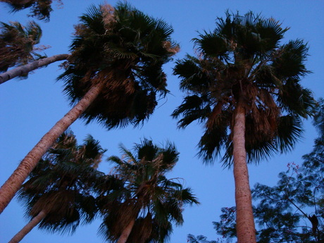 Bosje palmen