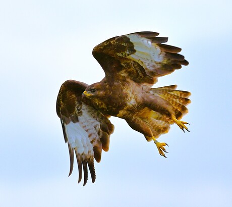 Buizerd