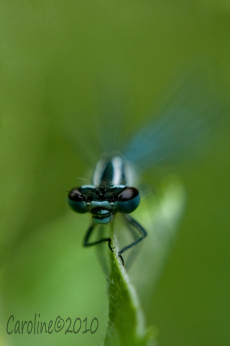 Kleine libelle