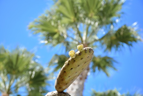 Cactusplant 