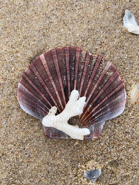 Surfers Paradise - Australië