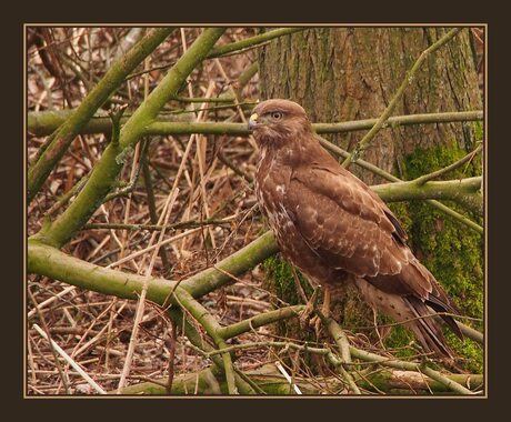 Buizerd