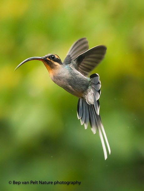 vrouwtje Green hermit-Phaethornis guy