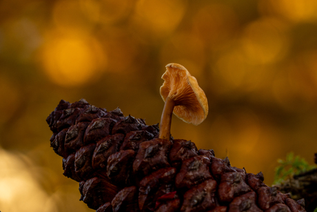 Paddenstoel uit dennenappel