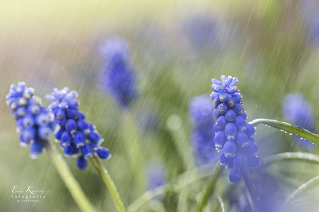 Blue grapes in the rain.