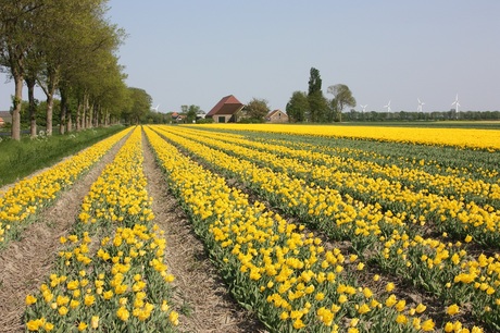 Tulpenveld