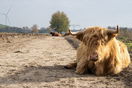 Schotse hooglander