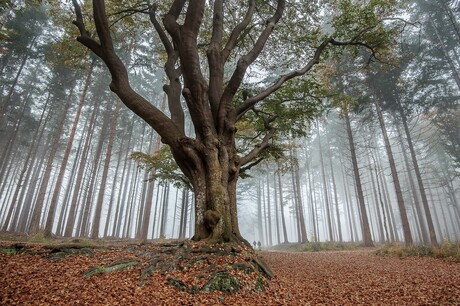 Mistige ochtend in het bos........