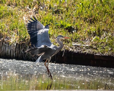 Blauwe reiger