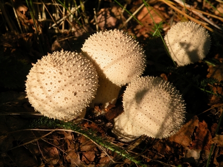 Parelstuifzwammen (Lycoperdon perlatum)