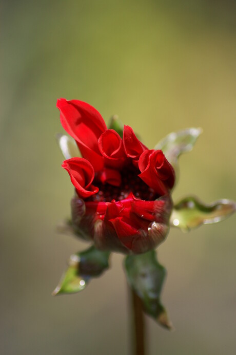 lente ,een belofte