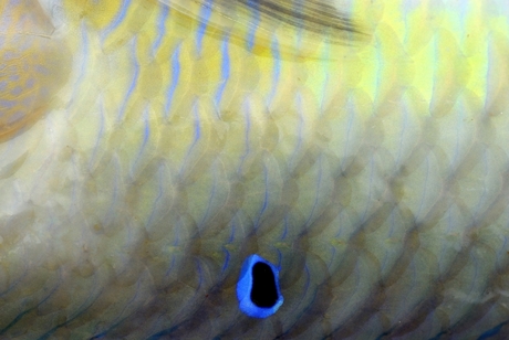 detail van een tropische vis